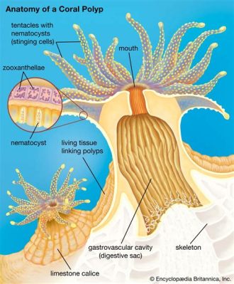  Bristlecoral: A Stunning Example of Sessile Living with Tentacles That Dance