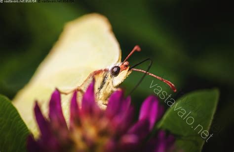  Xylocopa! Hämmentävä Hyönteinen Tai Kuinka Käpylät Kuvaavat Luontoa