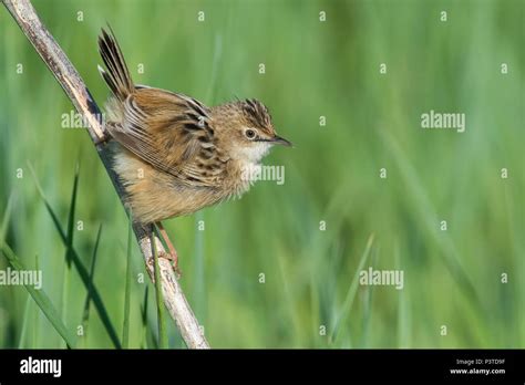  Zitting Cisticola! A Tiny Grassland Maestro Hiding in Plain Sight