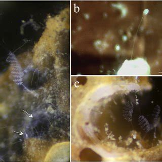  Zoothamnium – Onko tämä salaperäinen ciliate merenpohjassa todella pieni veden ja suolan tanssija?