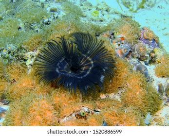  Boriella A vibrant underwater inhabitant known for its unique tube structure!