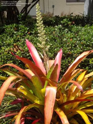  Bromeliad-Loving Bird: Does This Tiny Creature Have More Colors Than a Rainbow?