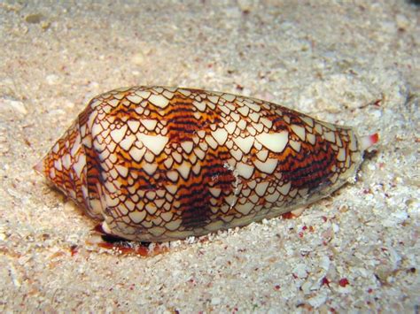  Cone Snail: On Shell Beauty And A Venomous Secret!