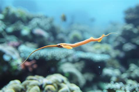  Ochetellus! Have you ever seen a flatworm glide effortlessly across aquatic surfaces like an underwater ballerina?