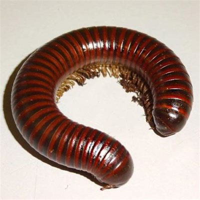 Western Millipede! A Delightful Creature Crawling Through Decaying Logs and Feasting on Delicious Fungi!