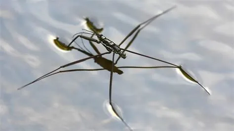  Wrightia!  A Tiny Aquatic Acrobat Performing Microscopic Dances Across Its Freshwater Stage