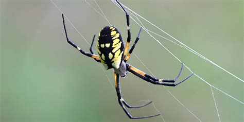  Yellow Garden Spider – A Weaver With Eight Legs That Can Catch Prey Without Wings