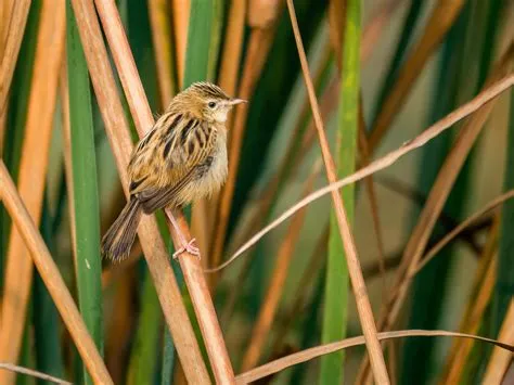  Zitting Cisticola: Kuinka pienikokoinen laulaja valloittaa Afrikan savannit?